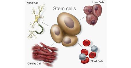 干细胞抗衰 黑科技浪潮中的佼佼者及其技术开发前沿
