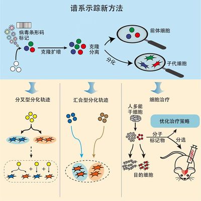 干细胞技术开发新突破 上海科学家研究成果点亮帕金森病治疗新希望
